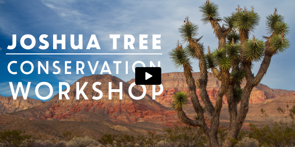 Joshua Tree Workshop